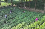 碧螺春茶季节来临，苏州茶区掀起采茶热