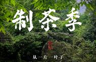 茶道探索：大红袍，从茶叶到茶魂的转化