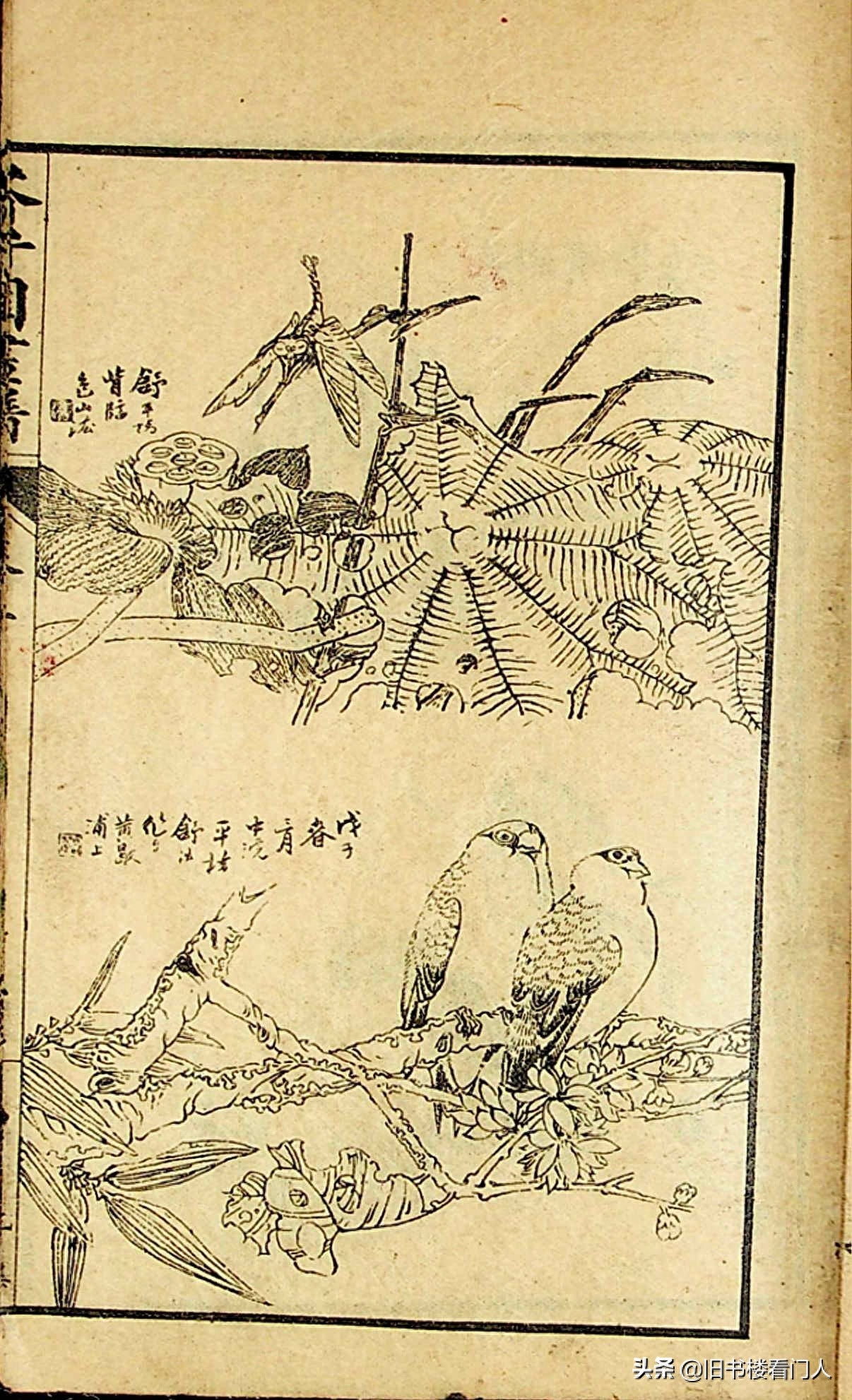 艺术类学画必修之书－《芥子园画谱·草虫花卉谱》