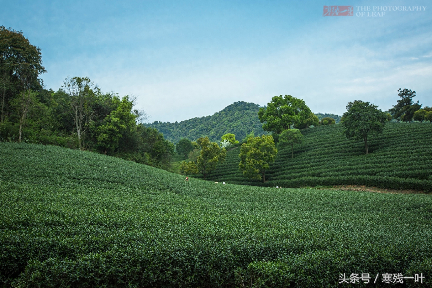 别再花冤枉钱了！茶农告诉你什么是正宗西湖龙井，市场很少能买到