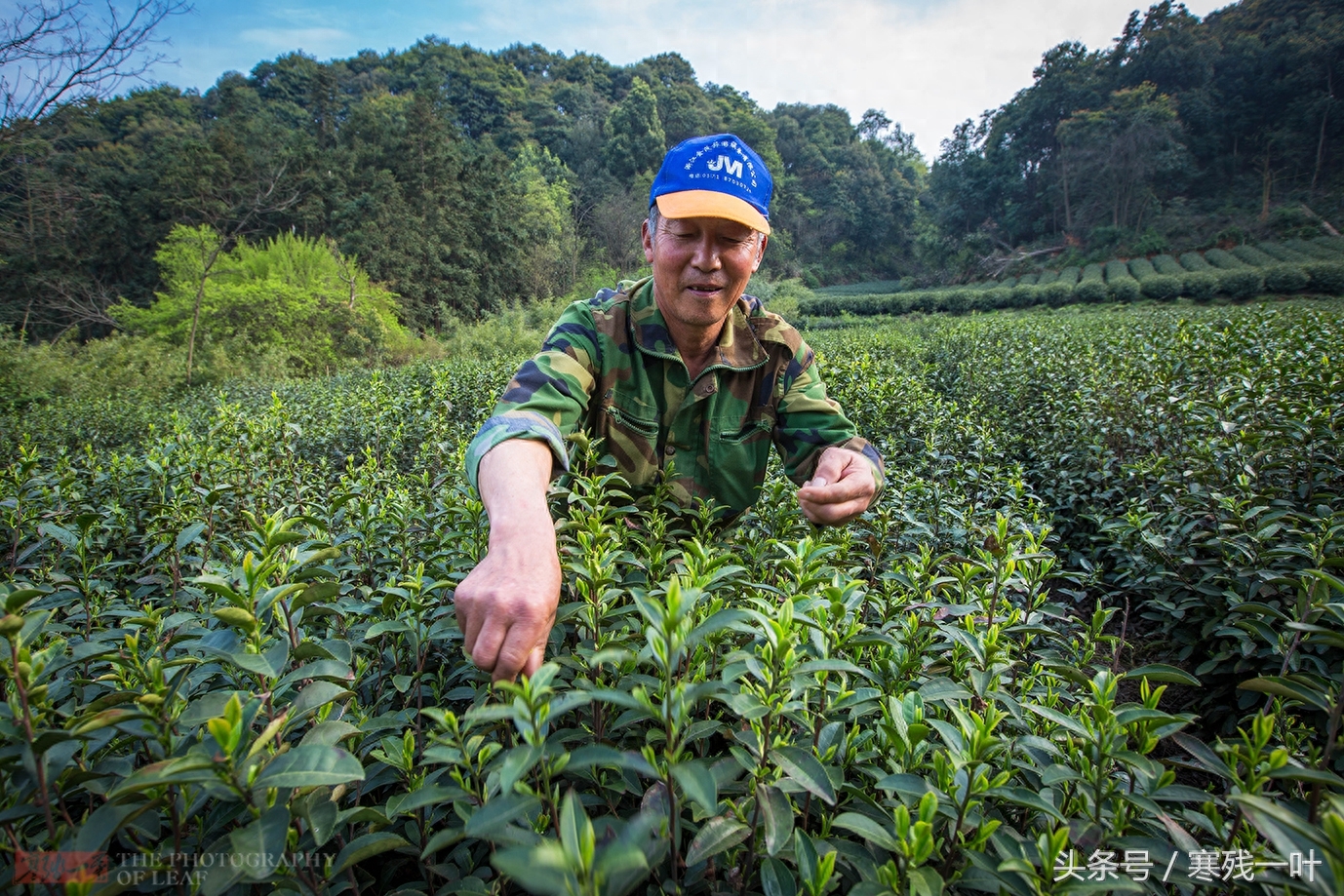 别再花冤枉钱了！茶农告诉你什么是正宗西湖龙井，市场很少能买到