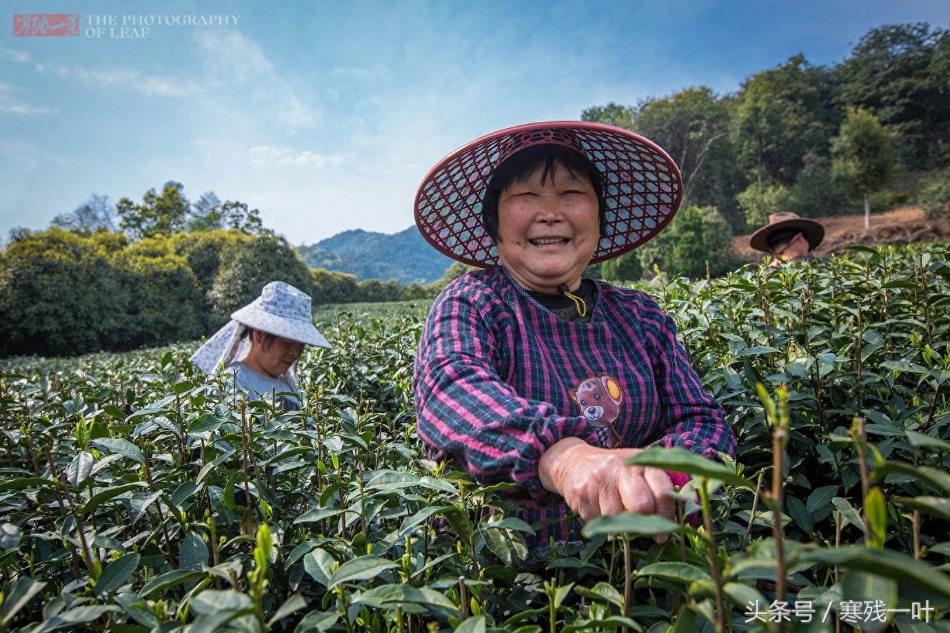 这茶才叫西湖龙井，景区买的是龙井茶，价格差很多别被骗了