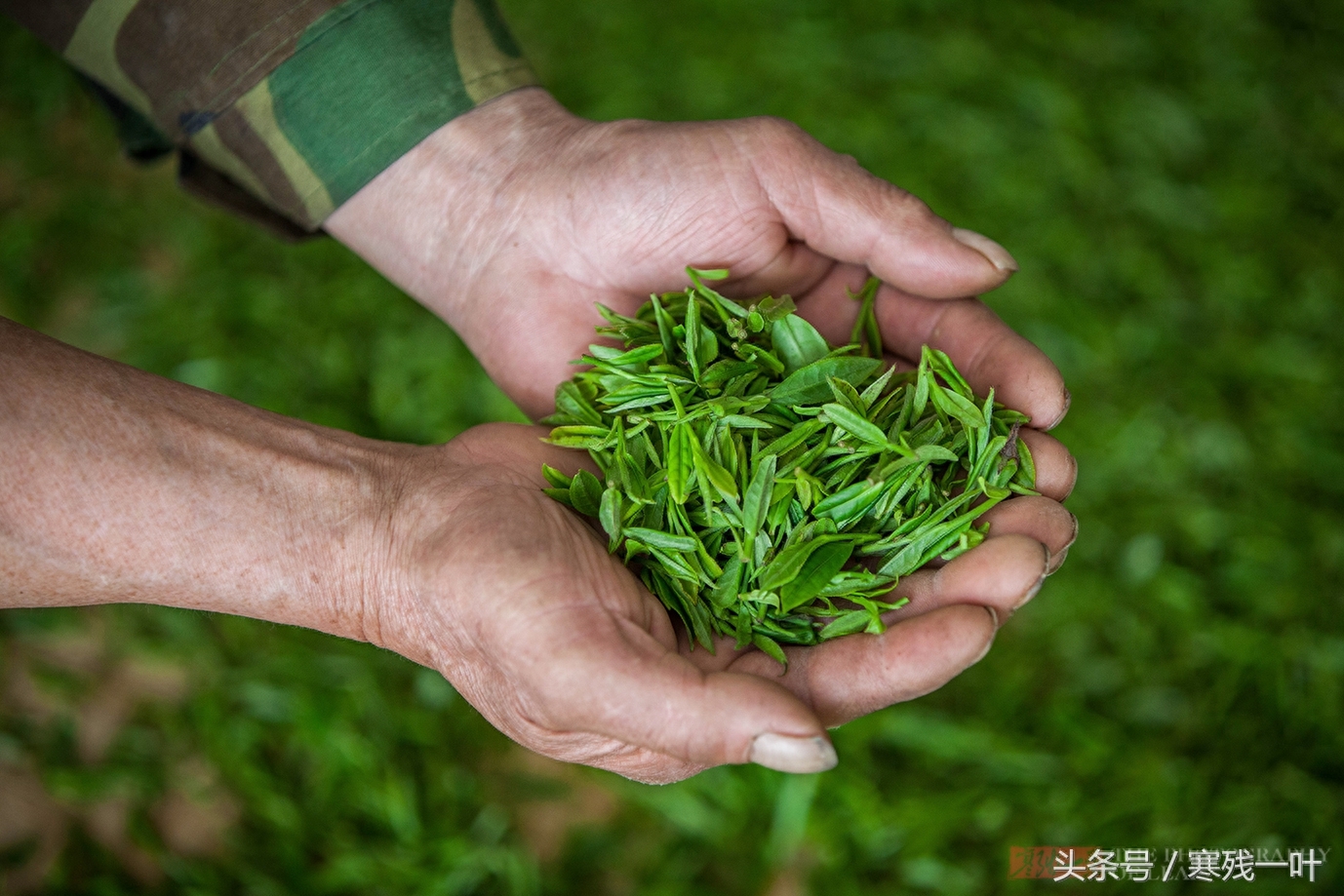 这茶才叫西湖龙井，景区买的是龙井茶，价格差很多别被骗了